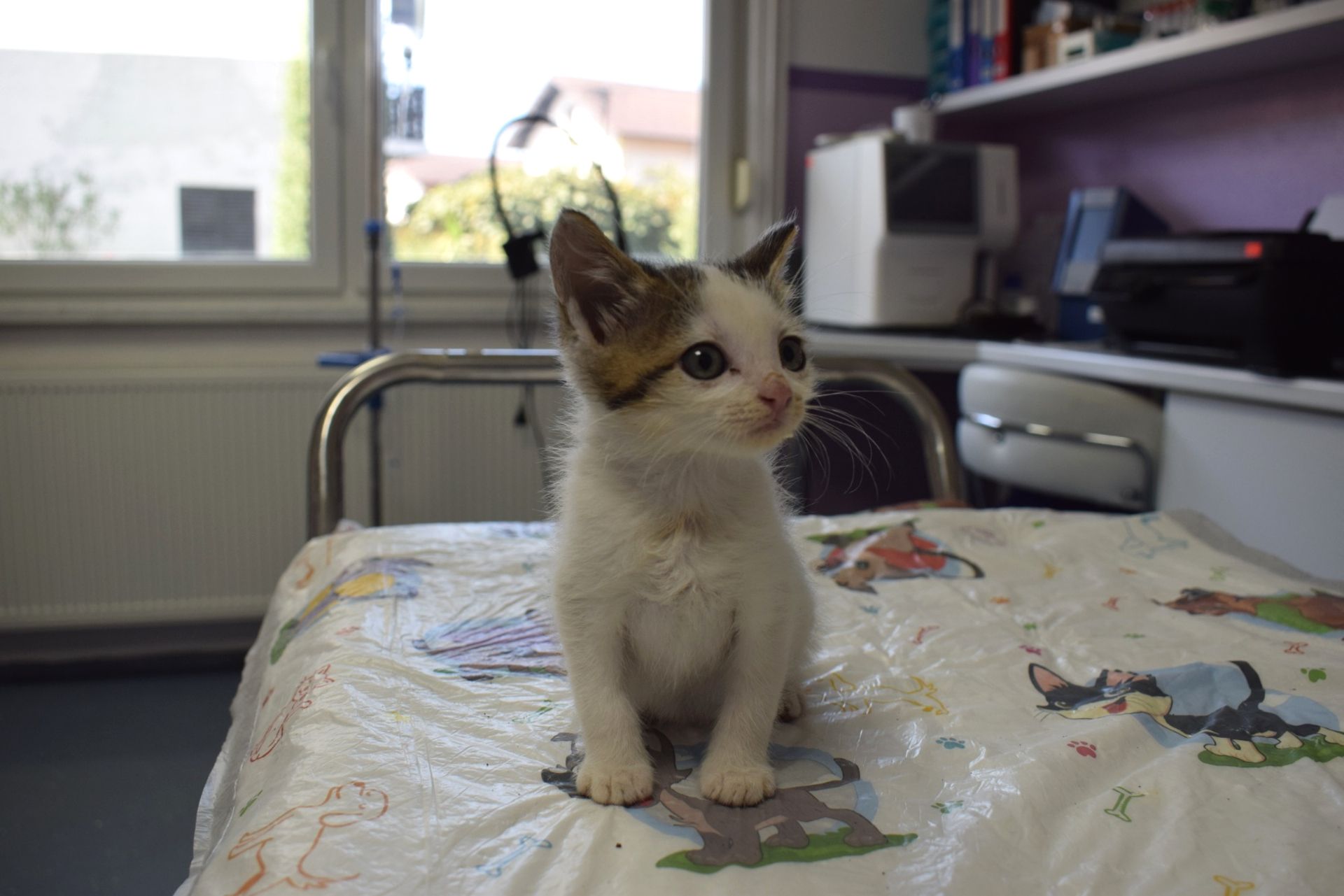 Sve Pet Maca
